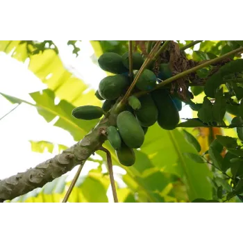 Natural Papaya Plant